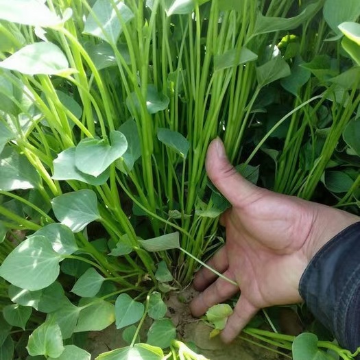 平邑县苏薯8号红薯苗 15~25cm