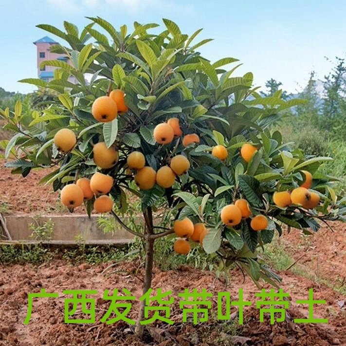 灵山县大五星枇杷苗   批杷树苗，大五星枇杷树苗，产地直销 ，全国