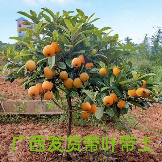 灵山县大五星枇杷苗   批杷树苗，大五星枇杷树苗，产地直销 ，全国