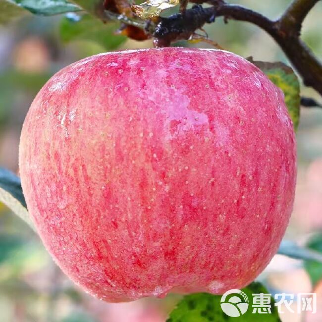 陕西红富士苹果当季新鲜水果5/10斤甜脆冰糖心包邮