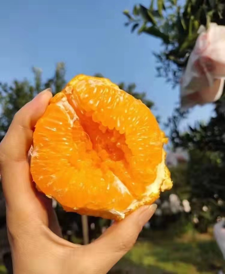 不知火  不上火 丑柑