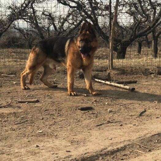 夏县牧羊犬 德牧 赛系 垂系 幼犬 成年犬