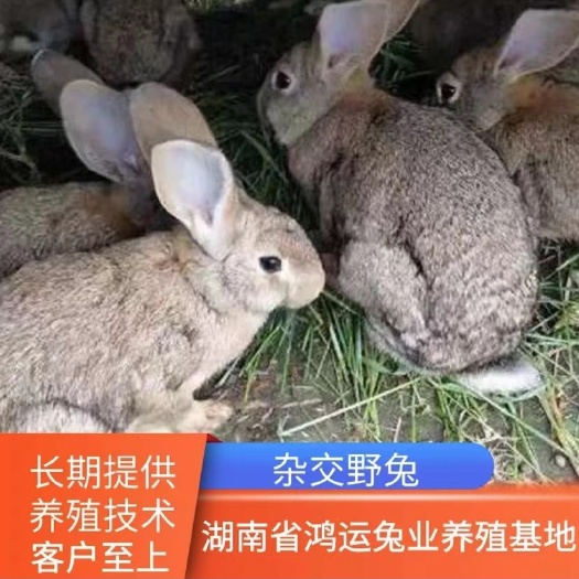 大型肉兔，新西兰比利时种兔可长10多斤包售后包回收 技术指