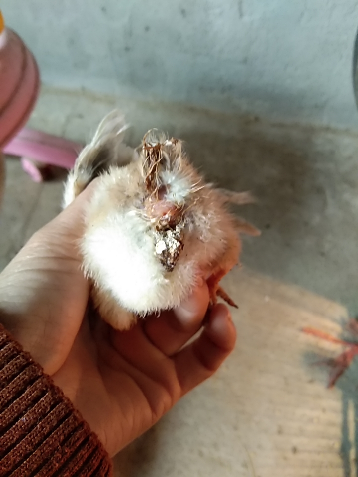 小鸡头肿用什么药