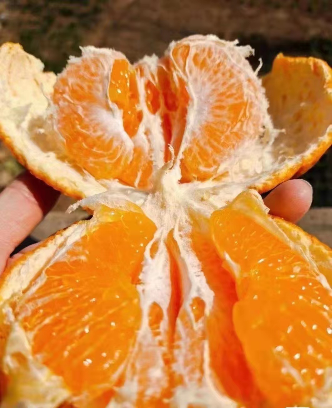 不知火  不上火 丑柑