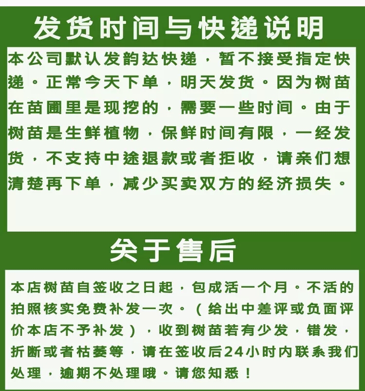 樱桃树苗。樱桃苗，产地直销 。全国包邮，品质保证