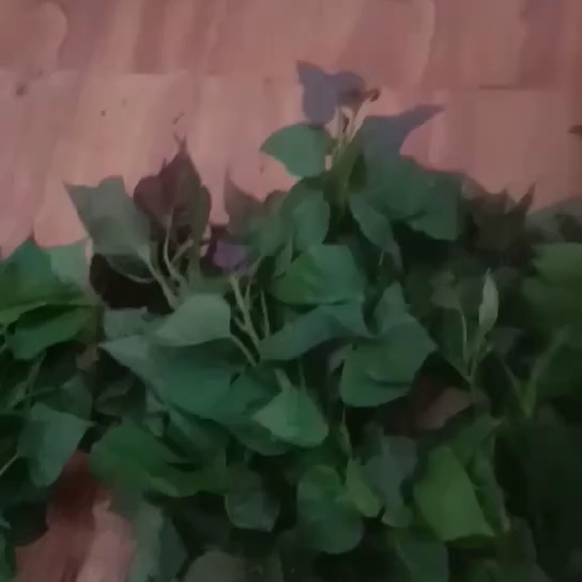 平邑县紫薯种  吴氏紫薯苗，紫罗兰，徐紫8.济黑1，济黑2.凌紫，