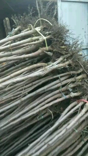 泰安脆甜柿子树苗 出售各种规格柿子树价格优，量大从优