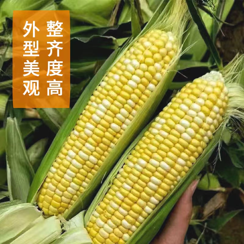 民权县新甜玉6号玉米种子 水果玉米种子  双色籽粒