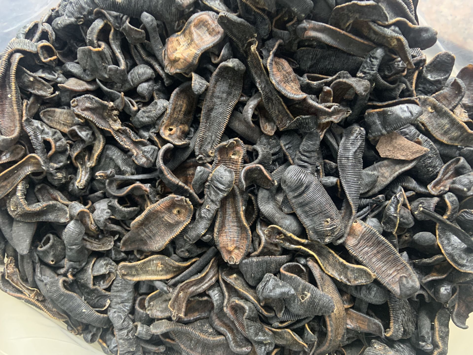 广州水蛭干中药材蚂蟥金线宽体水蛭一手货源支持线上交易