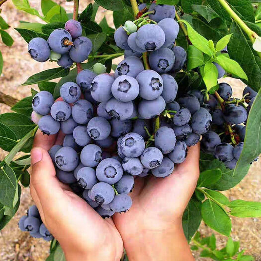 蒙自市新鲜露天蓝莓品质保证，承接各大平台一件代发（顺丰空运）
