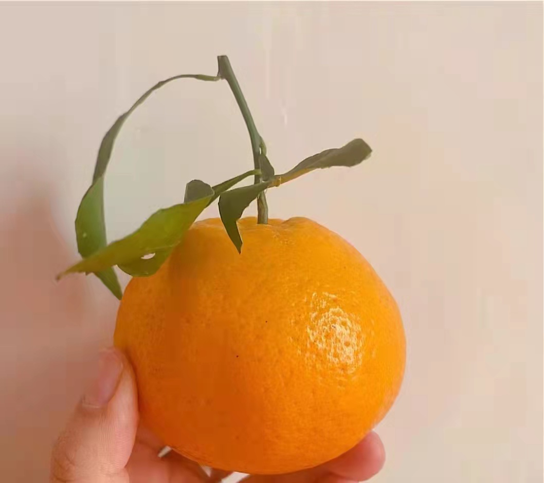 不知火  不上火 丑柑