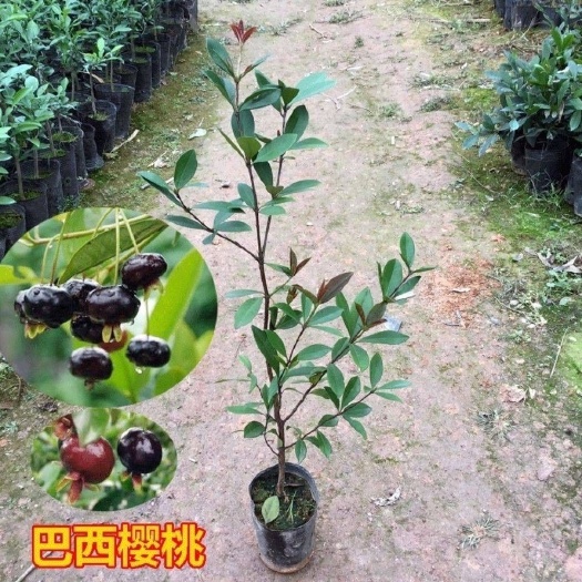 灵山县樱桃树苗。樱桃苗，产地直销 。全国包邮，品质保证