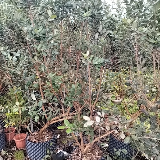 佛山菲油果苗 斐济果树