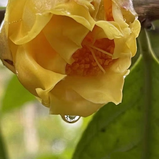 灵山县金茶花苗