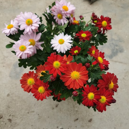 青州市多色菊花 荷兰菊 优质菊花 基地直发 欢迎实地看货