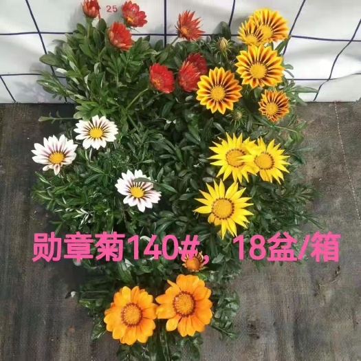  勋章菊