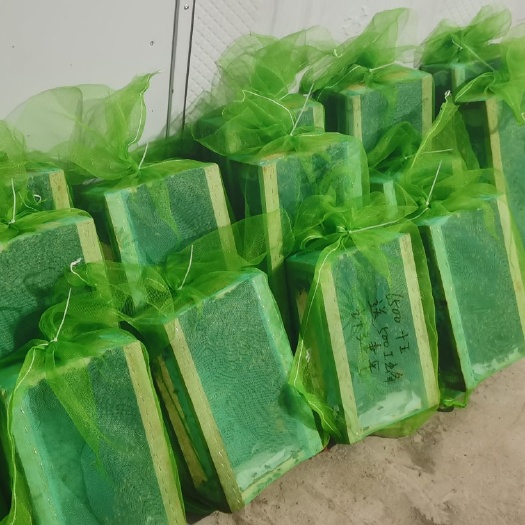 南安市中华蜜蜂  中蜂蜂群出售，可用于授粉。有蜂箱装跟笼蜂装两种。