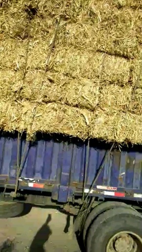 永昌县玉米秸秆 双粉破碎玉米草，无土无膜。