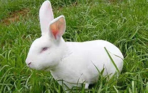 湖南【优选】伊拉兔 獭兔 新西兰月月兔 小白兔包技术 包回