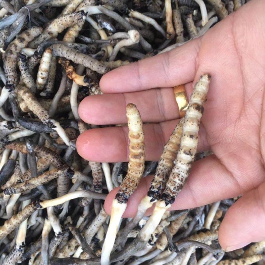施秉县亚香棒虫草 亚香棒虫