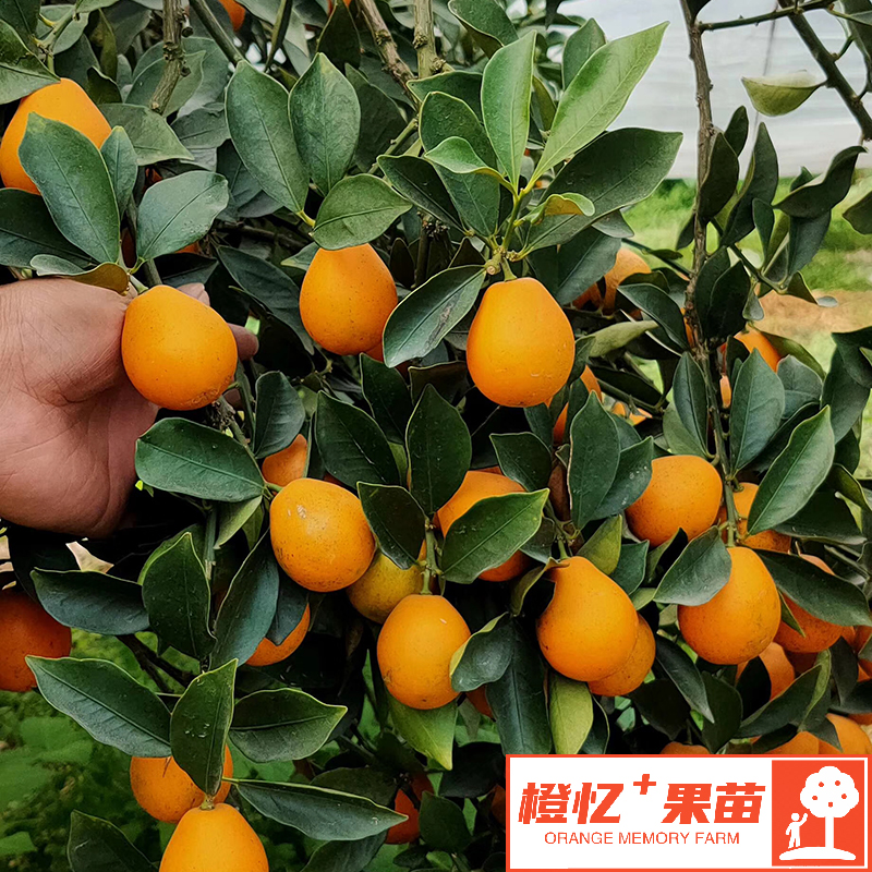 简阳市脆蜜金柑苗【批发+零售】橙忆农场果苗专售