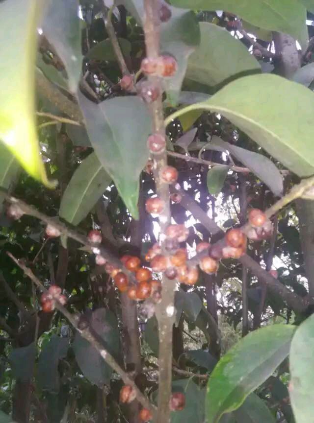 布拖县白蜡种子 白蜡虫种（白蜡虫种子）