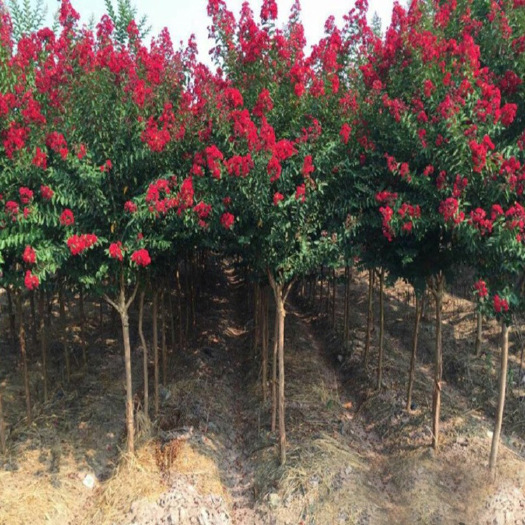 沭阳县绿化苗木紫薇小苗红花紫薇树苗 庭院别墅美化苗圃工程用苗