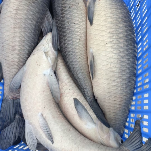 珠海广东青鱼全国配送量大质优
