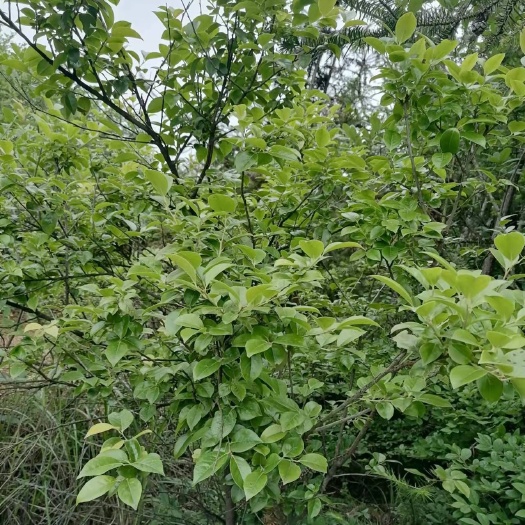 阳新县南烛叶树苗  乌饭树砧木苗，乌饭子苗，乌桐子，南烛（中药材）