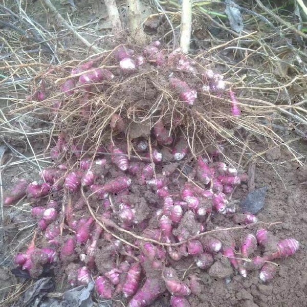 洋姜 胰岛果红果菊宇