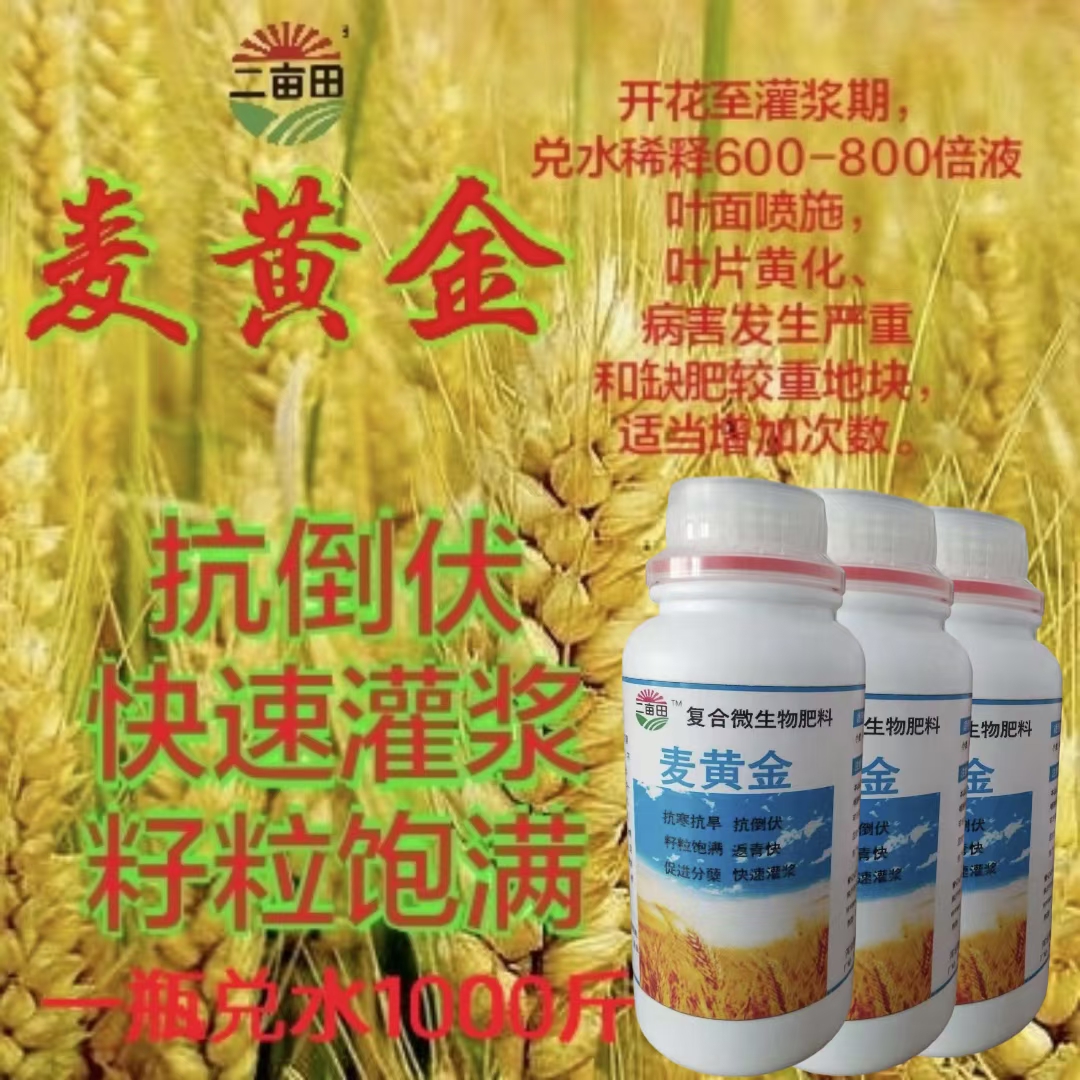 邯郸（麦黄金）小麦高产专用叶面肥，抗寒抗旱，返青快，