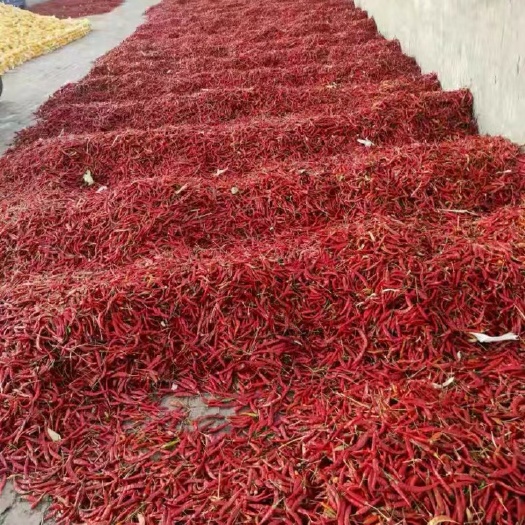 奈曼旗贵州海椒 贵州满天星辣椒 好货 已经烘干色选