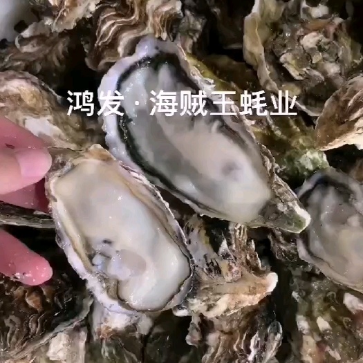 乳山市净化蚝 乳山生蚝，蚝型漂亮，薄壳育肥