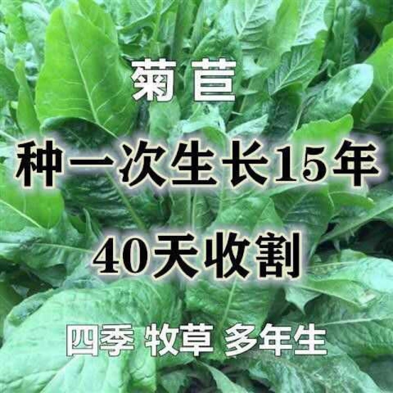 苦菜大叶菊苣菊苣菊苣牧草多年生牧草四季牧草养猪牧草养鸡