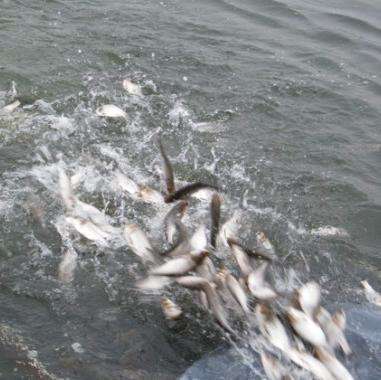 白鲢鱼长期供应各个大小的白鲢鱼支持送货上门