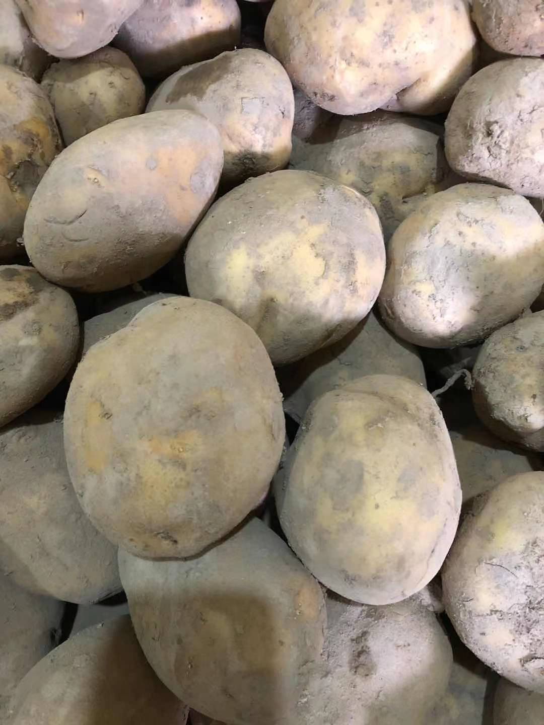  甘肃定西原产地优质土豆