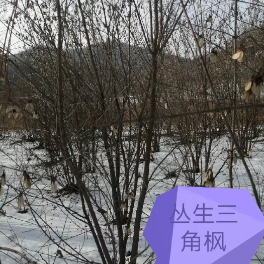 铁岭丛生三角枫，茶条槭高3米以上，小区街道
打正常土坨
50
