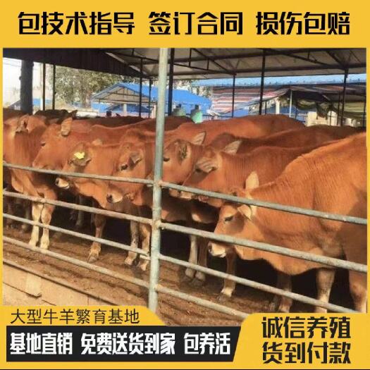 和牛  改良黄牛 生长速度快买好牛请联系我 包运输 包技术