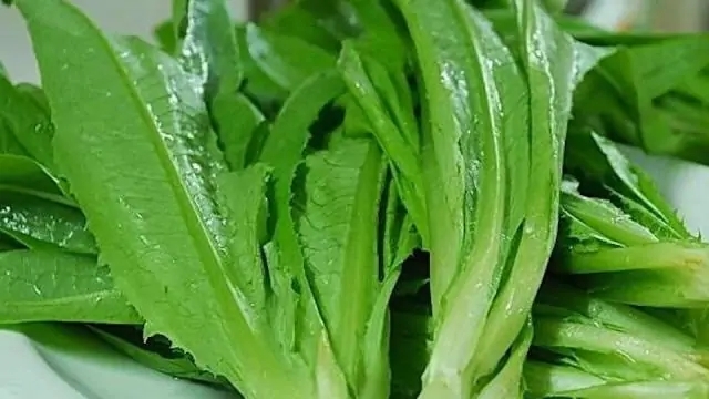 曹县山东曹县产油麦菜上海青青菜四季常年种植全国发货万亩蔬菜基地