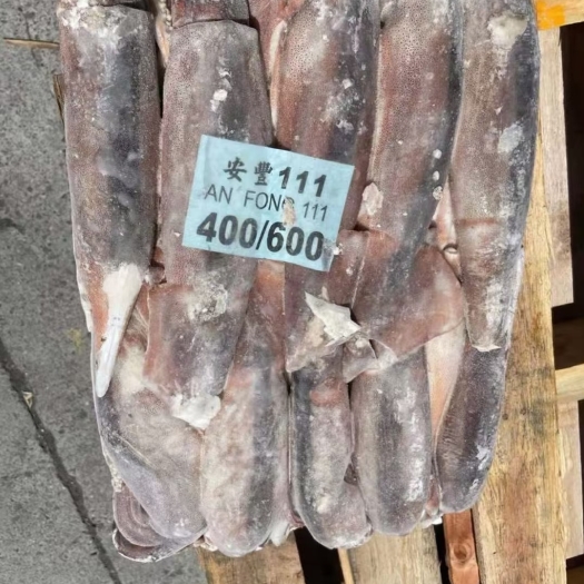 深圳 鱿鱼系列