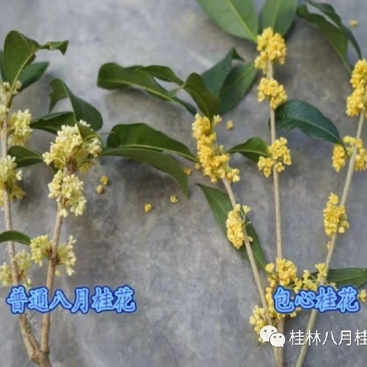阳朔县桂花树苗  种植(包芯桂) 桂花苗，# 农业致富新项目#摇钱树养老树
