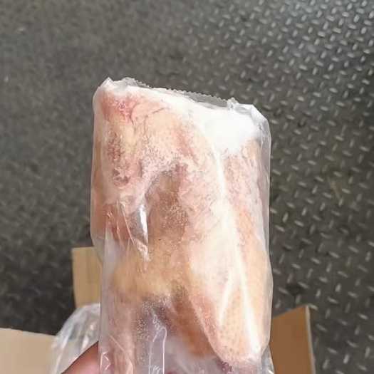 滨州鸽子（5-8两）