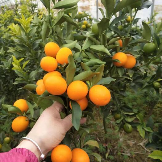 临海市脆蜜金桔苗