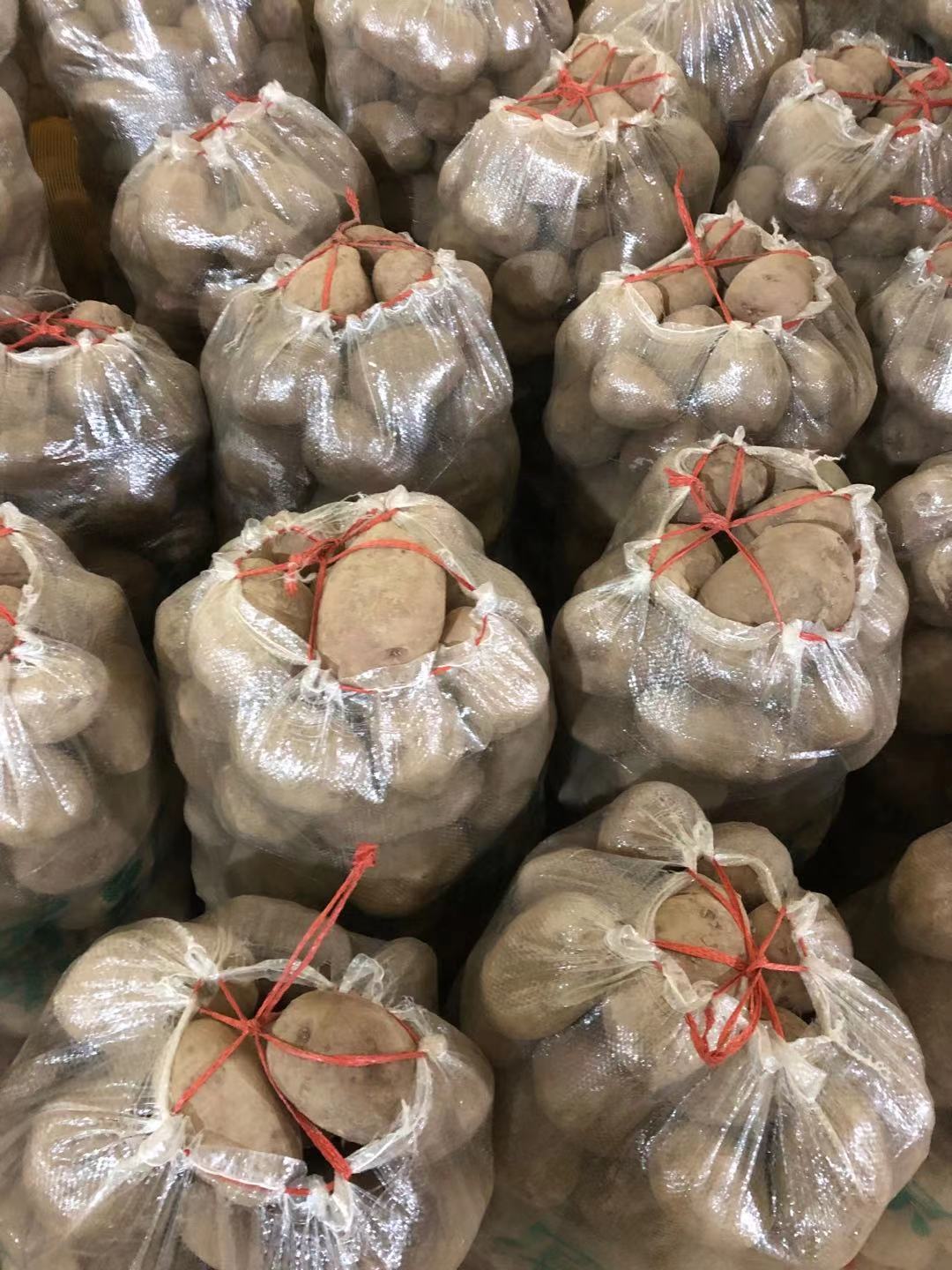  甘肃定西原产地优质土豆