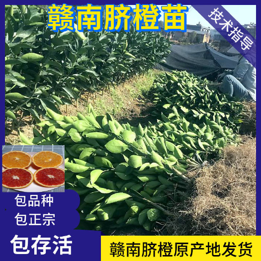 义乌市江西赣南脐橙苗嫁接纽荷尔橙子苗脐橙树苗果树苗包邮