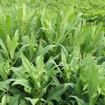 苦菜种子苦荬菜种子小鹅菜种子山莴苣种子养鸡鸭鹅猪草种子苦荬