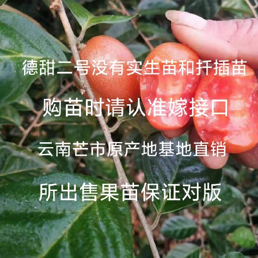 芒市羊奶果苗 德甜二号大果型(嫁接苗)2年苗 云南芒市基地直发
