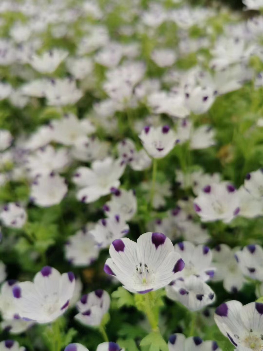 唐菖蒲  喜林草，粉蝶花，宿根草花系列。