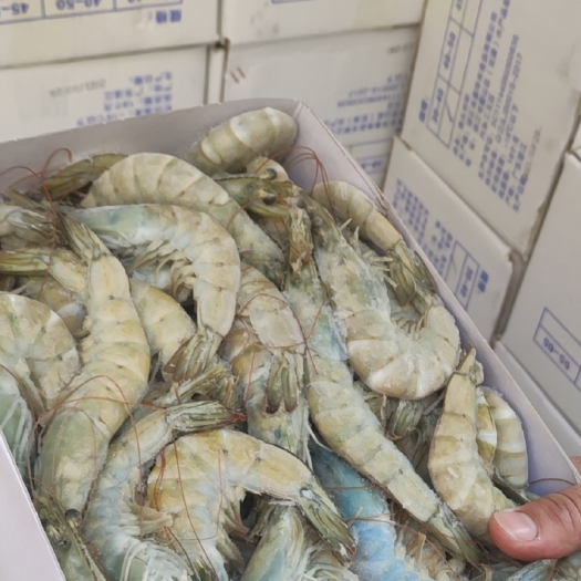 北海 南美白对虾青虾。沙特虾